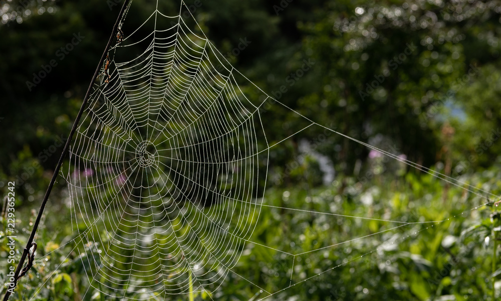 Thick Spider Web Glistens