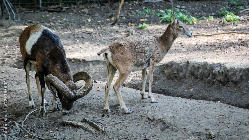 Reh, Rehe im Herbst Reh, Rehe im Herbst
