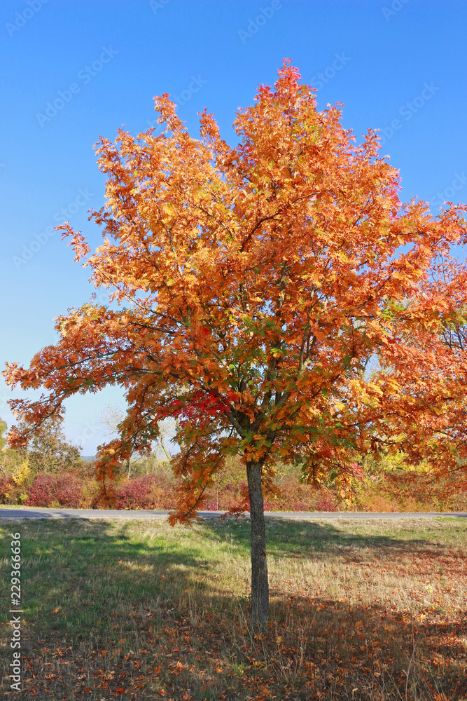 Fototapeta premium true service tree in vibrant autumn colors