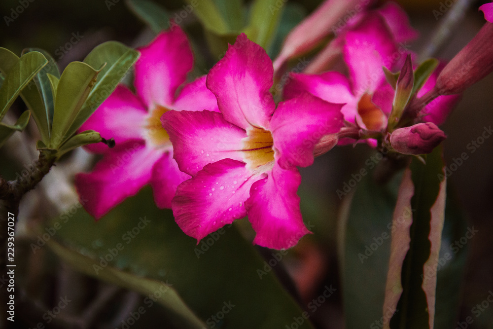 Closeup pink azalea flowers on dark background Closeup pink azalea flowers on dark background