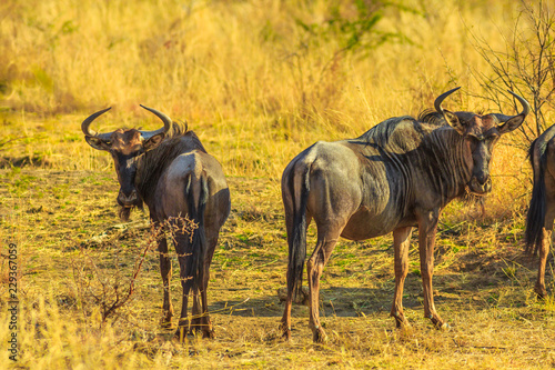 Two adult Wildebeest, Connochaetes Gnou, standing in the savannah plains, Pilanesberg National Park, South Africa. Dry season. The Gnu is a genus of antelopes of the family Bovidae.