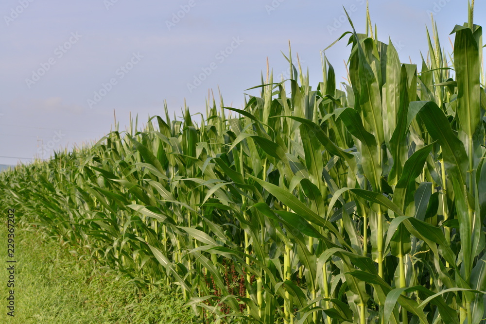 Obraz premium トウモロコシ畑