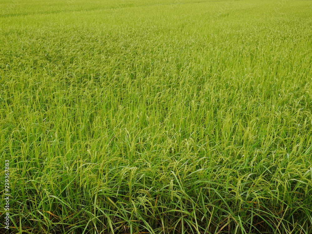 Nature green wheat field,rice farm in Asia countryside Nature green wheat field,rice farm in Asia countryside