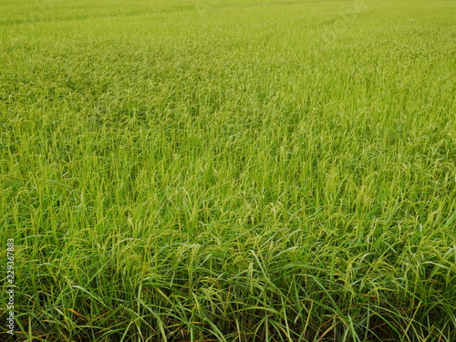 Nature green wheat field,rice farm in Asia countryside
