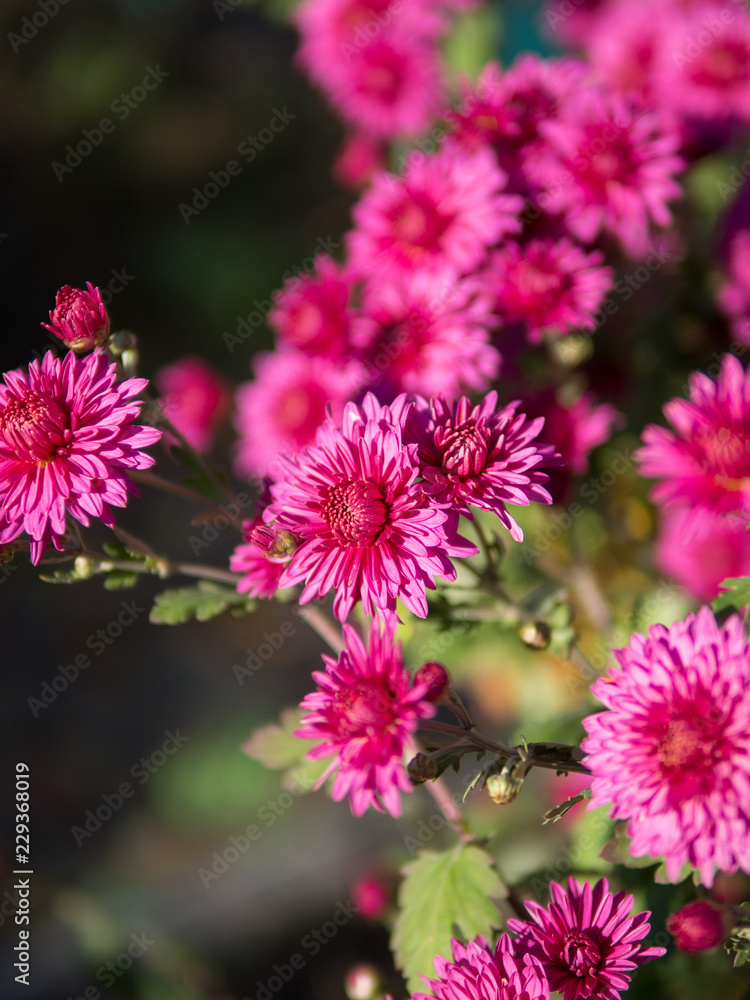Beautiful autumn flowers Beautiful autumn flowers