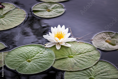 Fotografiet Wild pond lily flower