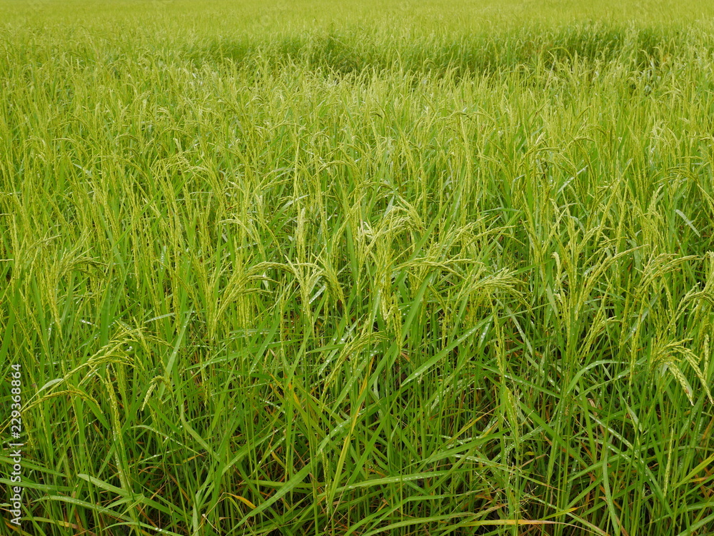 Organic rice farm,Asia farming in countryside,nature green field Organic rice farm,Asia farming in countryside,nature green field