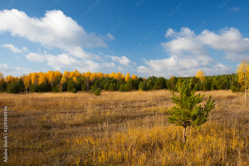 Autumn landscape. Field and forest