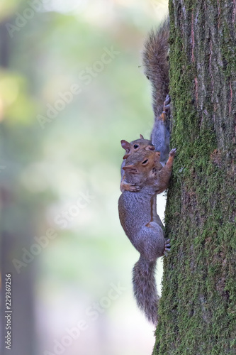 Coppia di scoiattoli grigi in lotta nella foresta (Sciurus carolinensis)