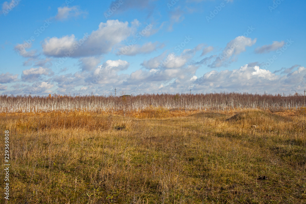 beautiful view of autumn swamp and yellow birches beautiful view of autumn swamp and yellow birches