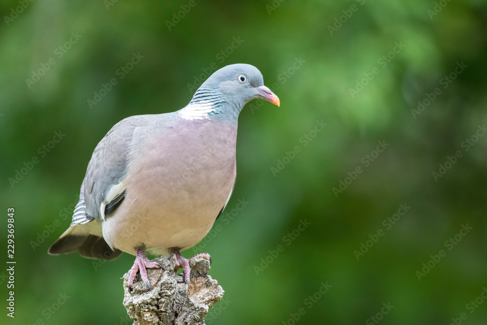 Obraz premium Wood pigeon close up in nature