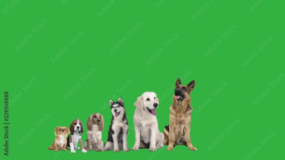 funny pets on green screen funny pets on green screen
