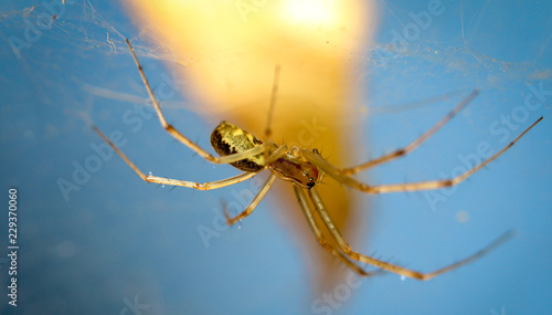 Wallpaper Mural Streckerspinne, Spinne Torontodigital.ca