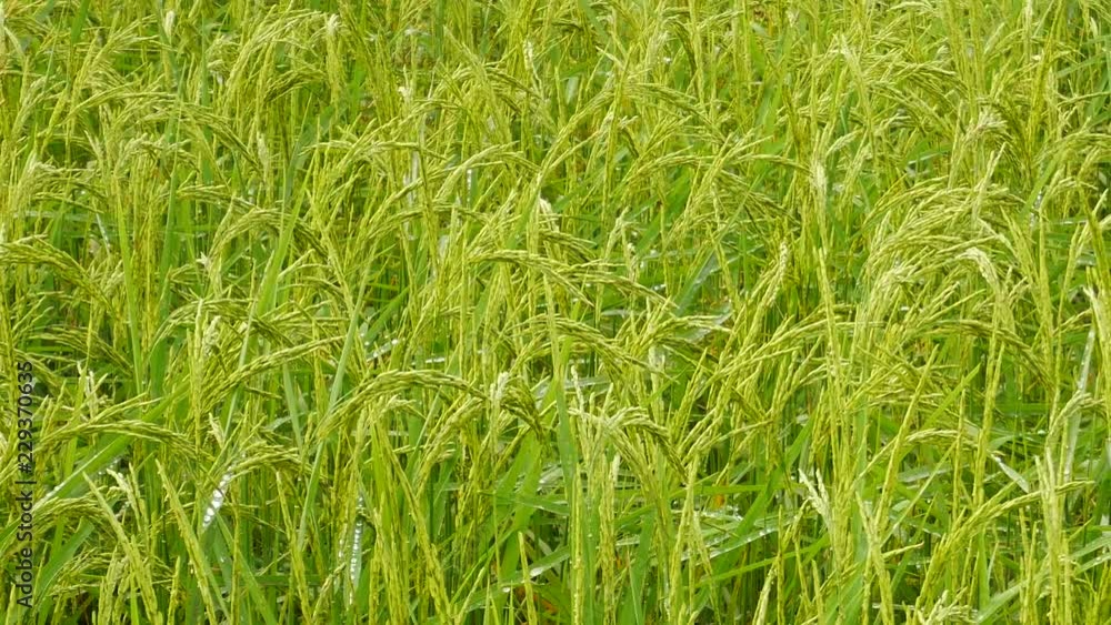Rice farm in Asia countryside,organic farming in Thailand Rice farm in Asia countryside,organic farming in Thailand