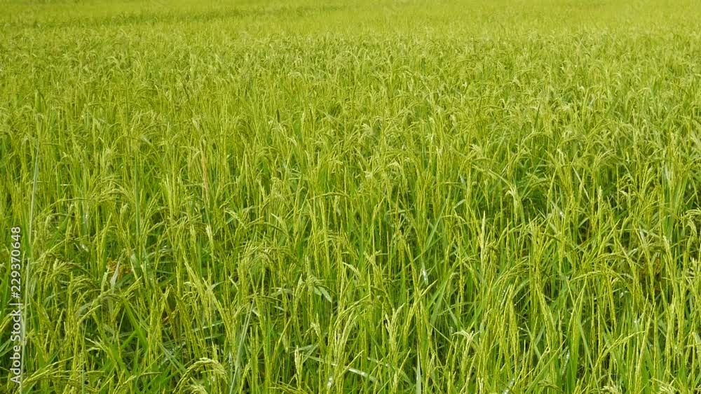 Rice farm in Asia countryside,organic farming in Thailand Rice farm in Asia countryside,organic farming in Thailand