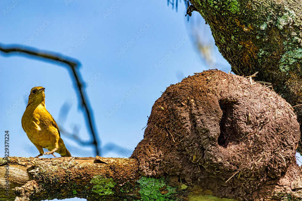 Rufous Hornero brazilian bird on tree branch next to the house -  Joao-de-barro brazilian bird Stock Photo | Adobe Stock