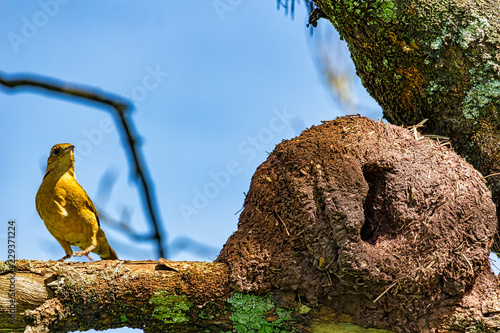 Rufous Hornero brazilian bird on tree branch next to the house - Joao-de-barro brazilian bird