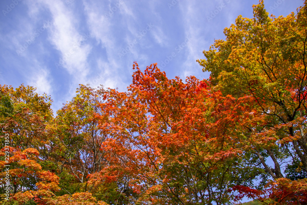 Fototapeta premium 紅葉-青森県02