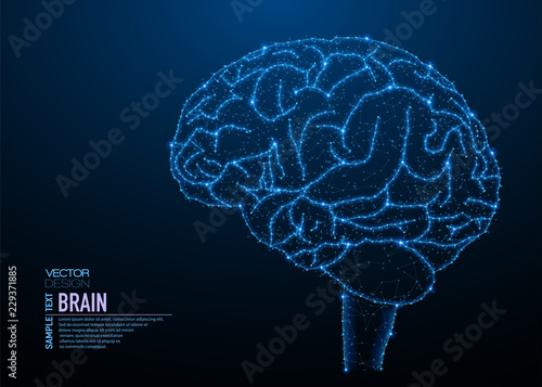 Human brain structure