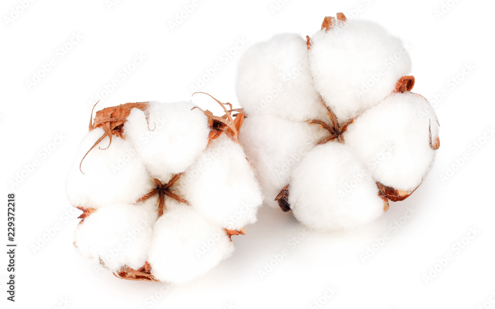 Cotton plant flowers isolated on white background as package design element - obrazy, fototapety, plakaty 
