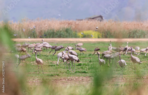 Gray cranes feed on a meadow in the Hula Lake Nature Reserve in Israel