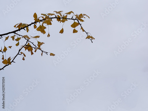 Close-up of A Ginkgo Tree Branch, Ginkgo Biloba, With Copy Space