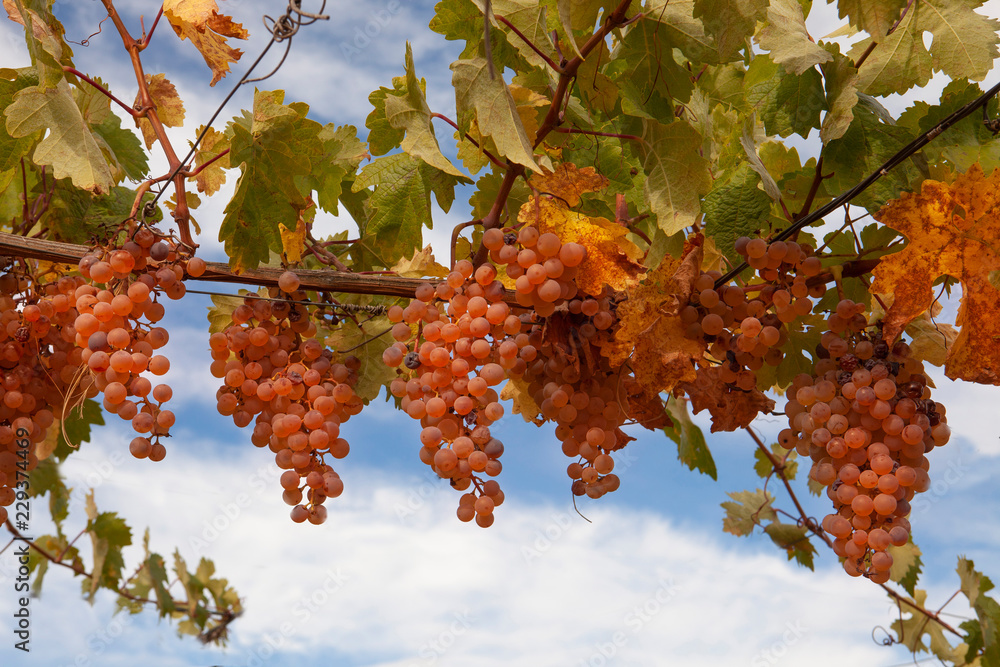 wine grape of Andalusia