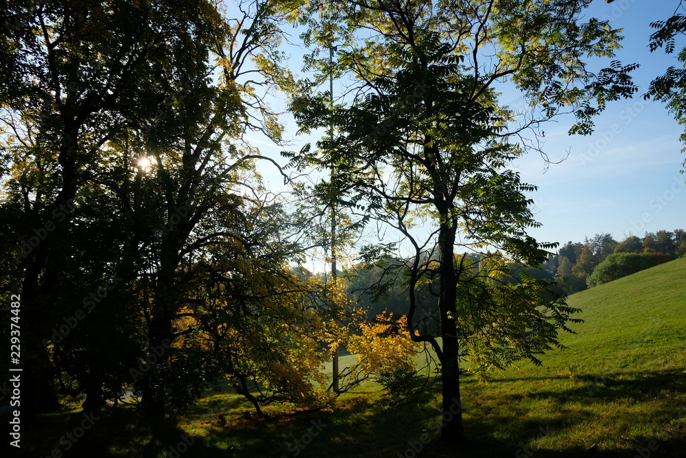Fototapeta premium Baum und Wiese