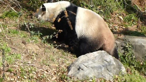 Panda at the zoo - three clips of a panda walking HD photo