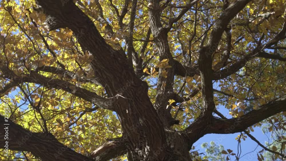 Oak tree branches in autumn. The view from below.
Oak tree branches in autumn. The view from below.