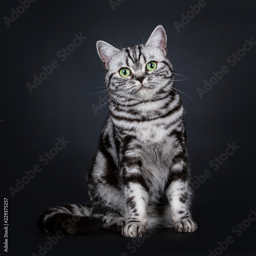 Obraz na plátně Expressive black silver tabby blotched British Shorthair cat sitting facing fron
