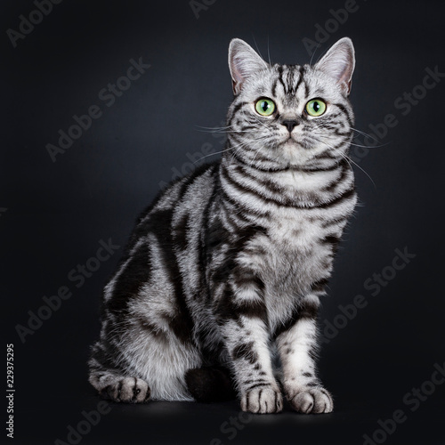 Expressive black silver tabby blotched British Shorthair cat sitting side ways, looking straight at camera with green eyes, isolated on black background