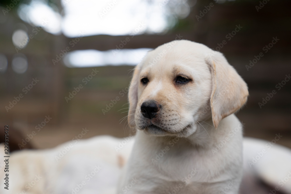 portrait of sweet young cute little purebred labrador retriever dog puppy pet