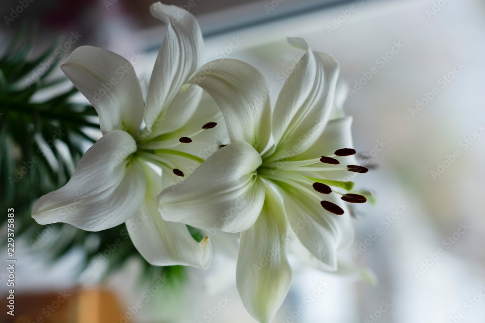 Fototapeta premium white lily on a dark background