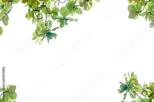 Leafs template background