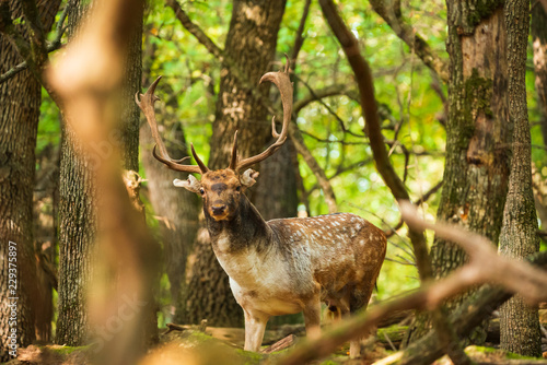Fallow deer buck in the forest © Creaturart