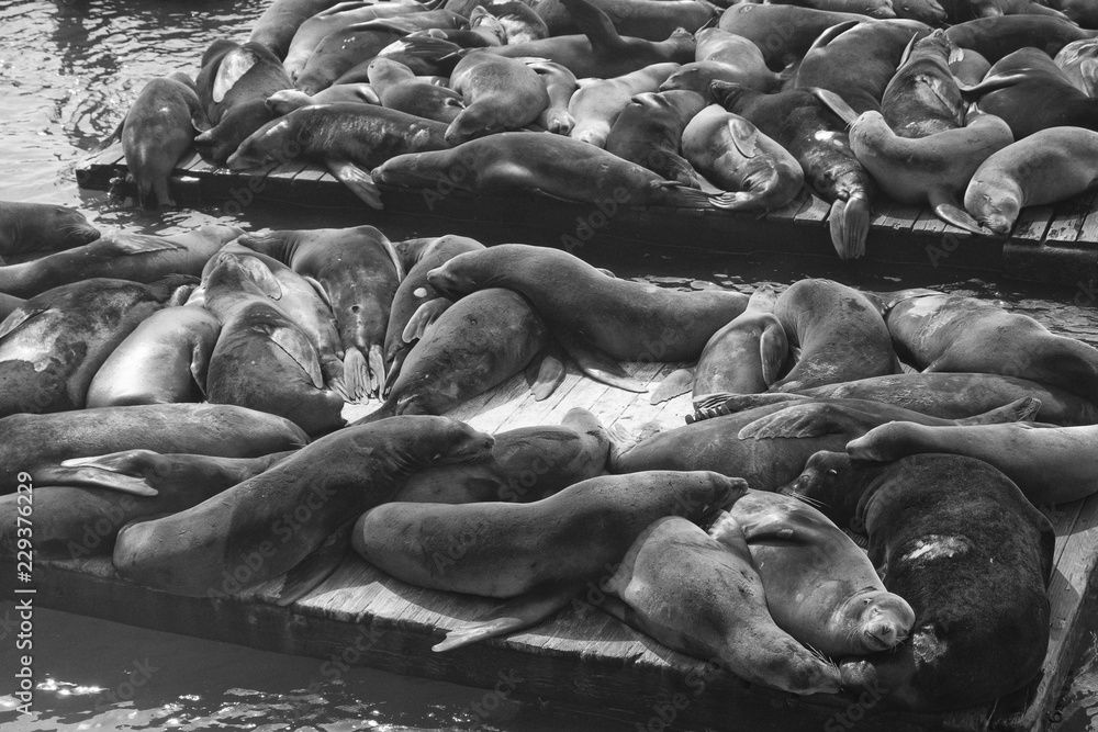 Fototapeta premium Seals on Pier 39