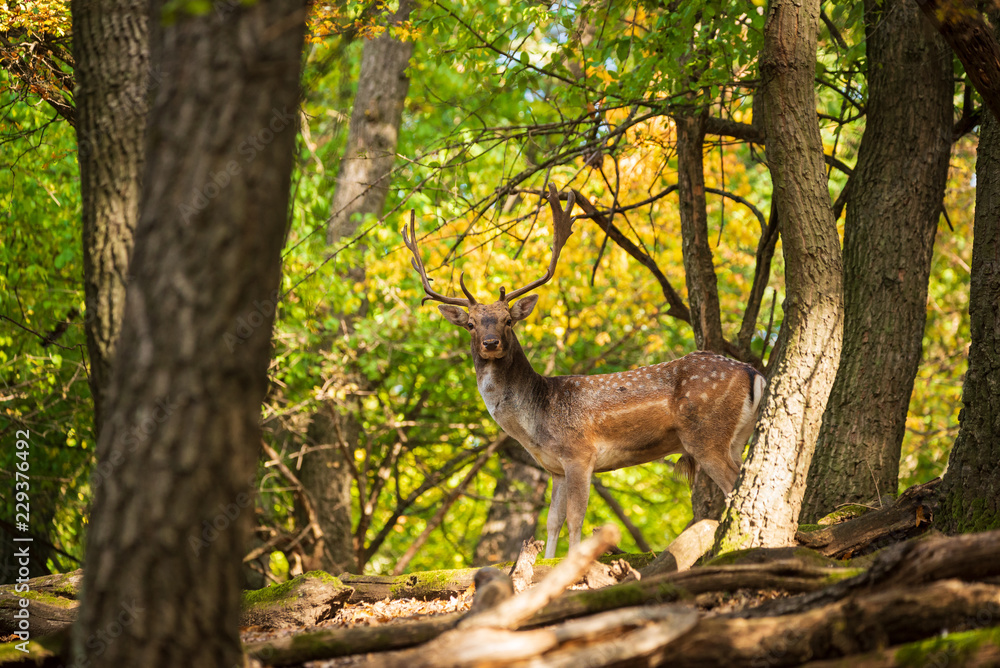 Fallow deer buck in the forest
