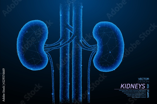 Healthy kidneys structure