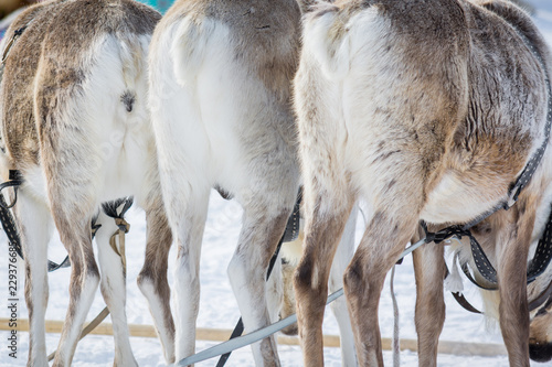 Adult reindeer in harness stand behind with small tails on winter camp in Siberia. photo