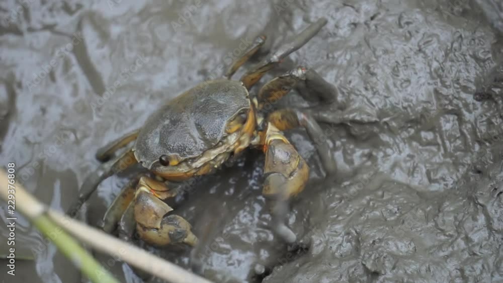 Black and yellow crab with short claws crawls on the grey colour mud in salt marsh near estuary. Black and yellow crab with short claws crawls on the grey colour mud in salt marsh near estuary.