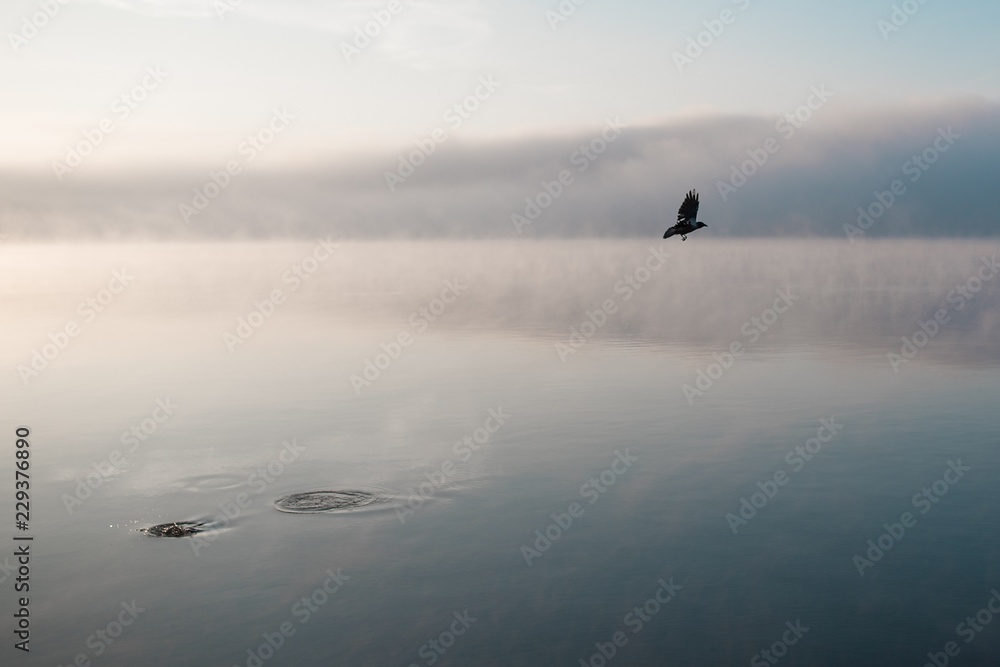 fog on the river