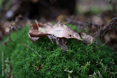 leaf on the grass