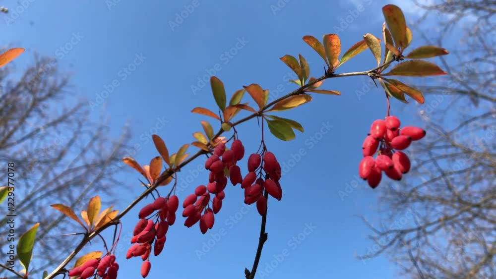 Red Berberis fruits on a branch Goji berry plant and trees fall thunberg barberry is species of berberis vulgaris also known as common barberry is a shrub Closeup video.