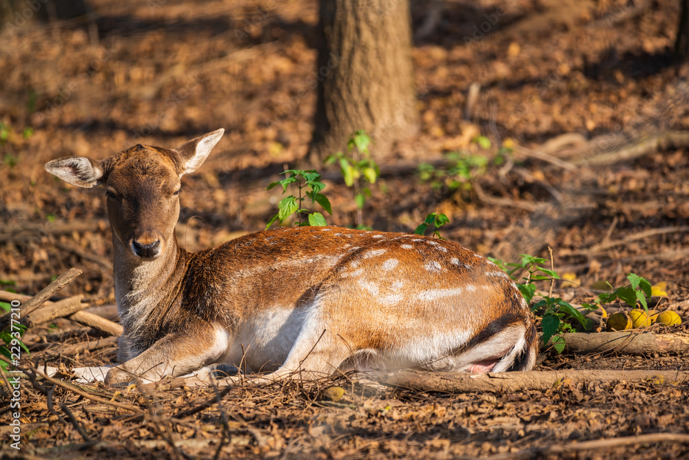Female fallow deer in the forest Female fallow deer in the forest