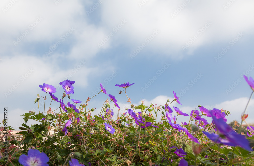 flowers and sky nature background from below - insect point of view flowers and sky nature background from below - insect point of view