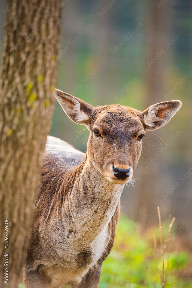 Female fallow deer portrait photo Female fallow deer portrait photo