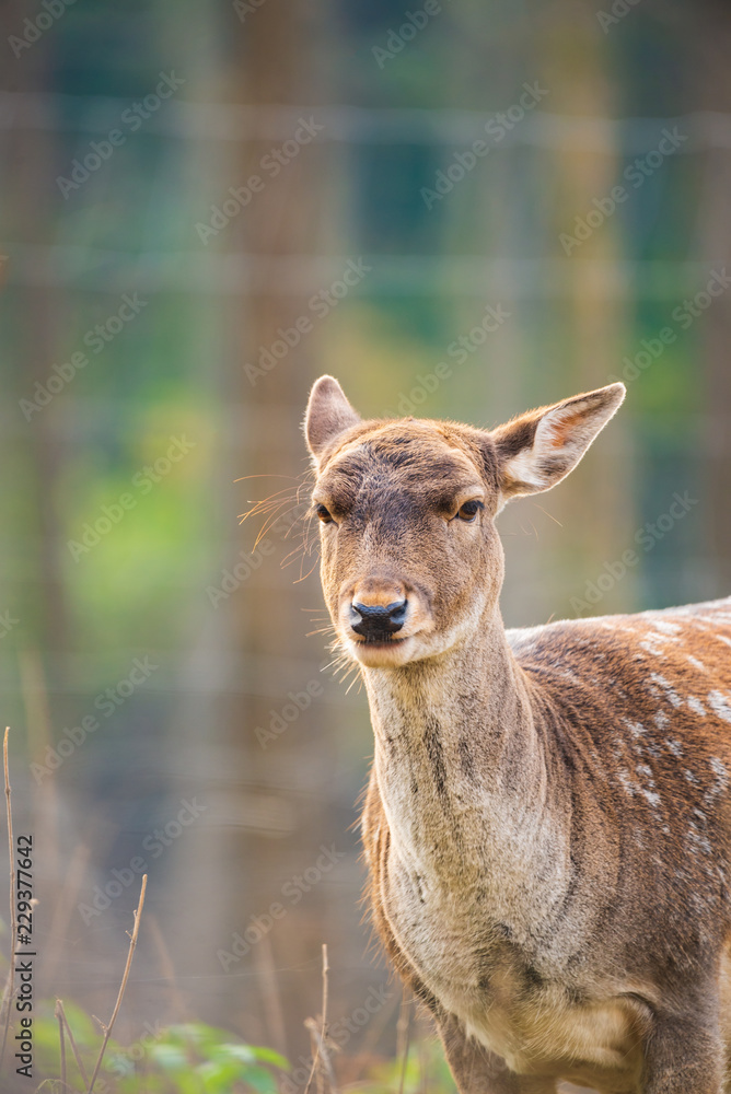Fototapeta premium Female fallow deer portrait photo