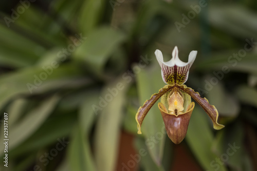 flor de orquidea blanca photo