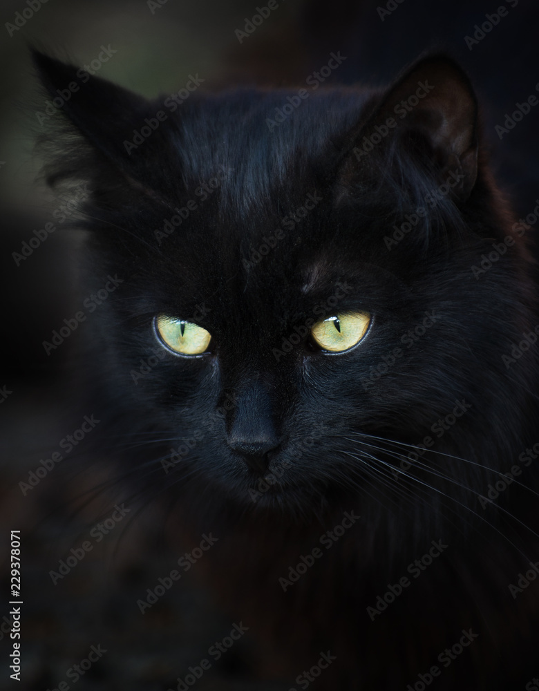 Street black cat sitting